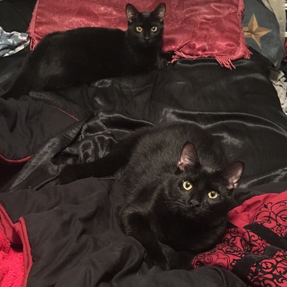 Meet your Posher, Krys - Picture 1 of 1